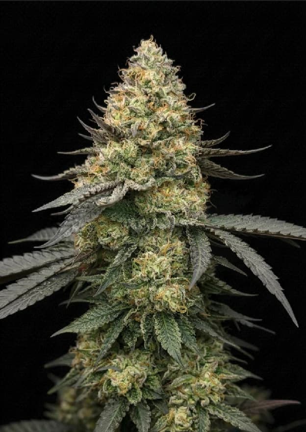 Planta de Grappe Frappé