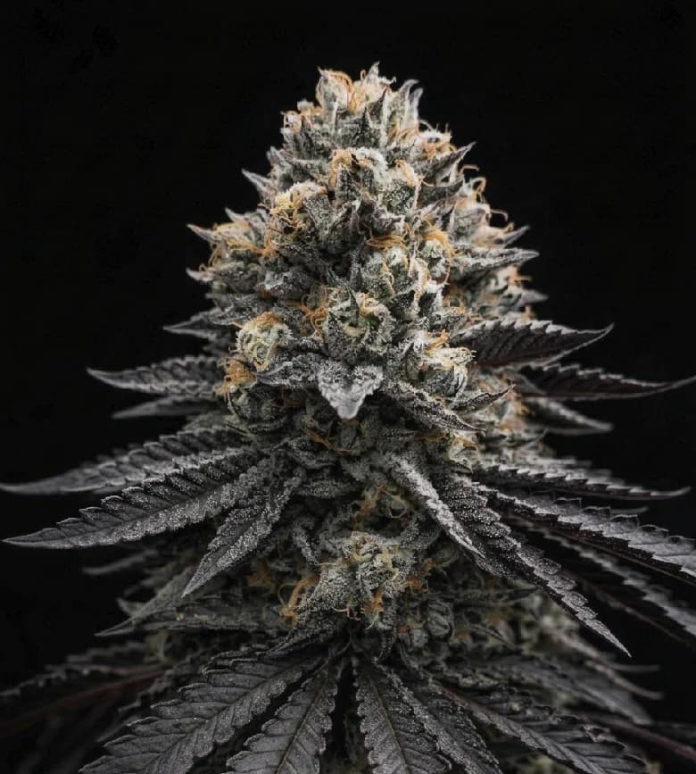 Planta de Maybach